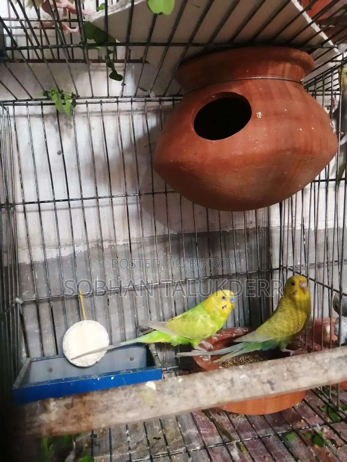 বাজুরিগার পাখি