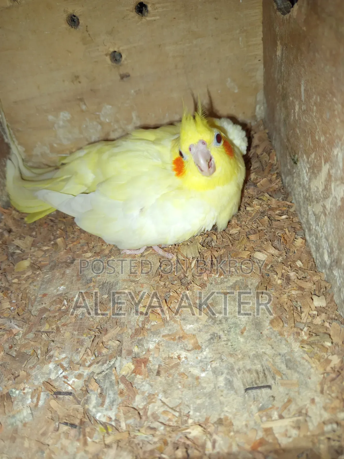 Cockatiel Breeding Pair