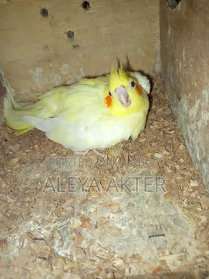 Cockatiel Breeding Pair