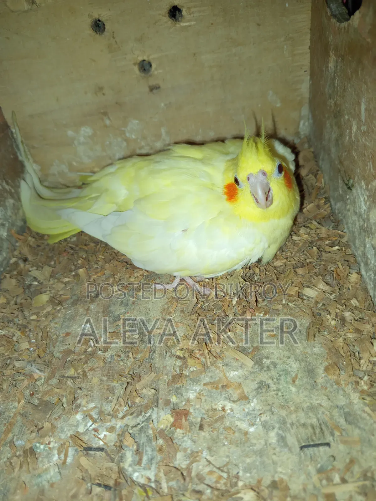 Cockatiel Breeding Pair