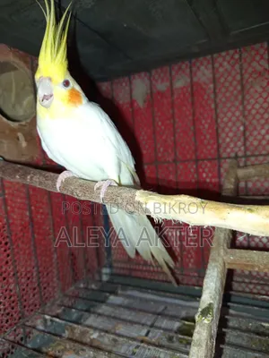 Cockatiel Breeding Pair