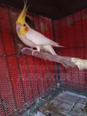 Cockatiel Breeding Pair