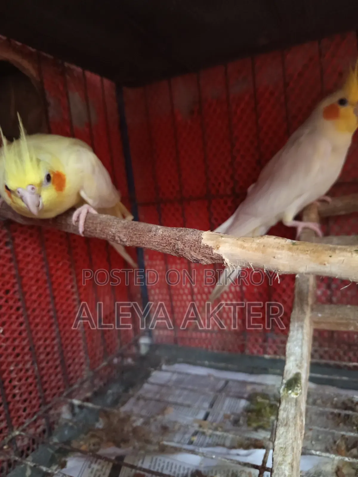 Cockatiel Breeding Pair
