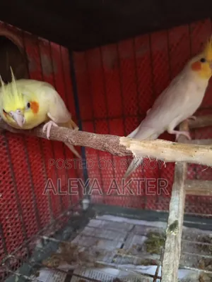 Cockatiel Breeding Pair