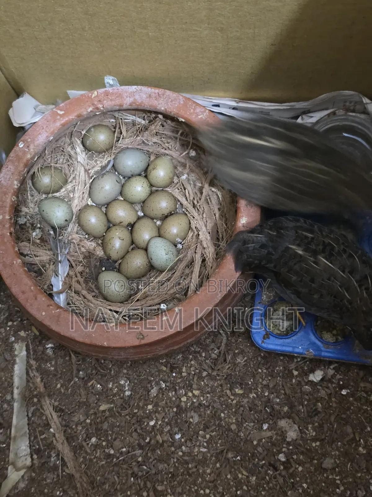 King Quail Egg Per Piece Price 40