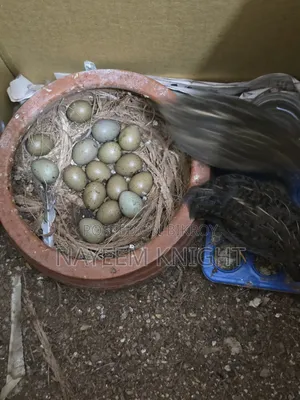 King Quail Egg Per Piece Price 40