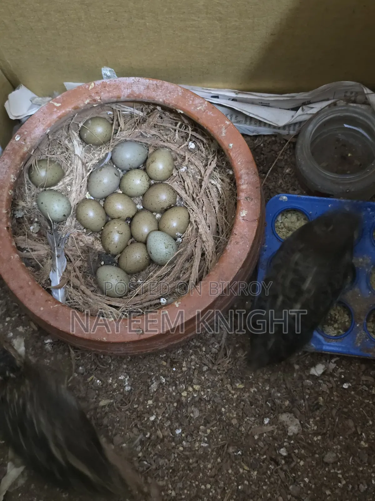 King Quail Egg Per Piece Price 40