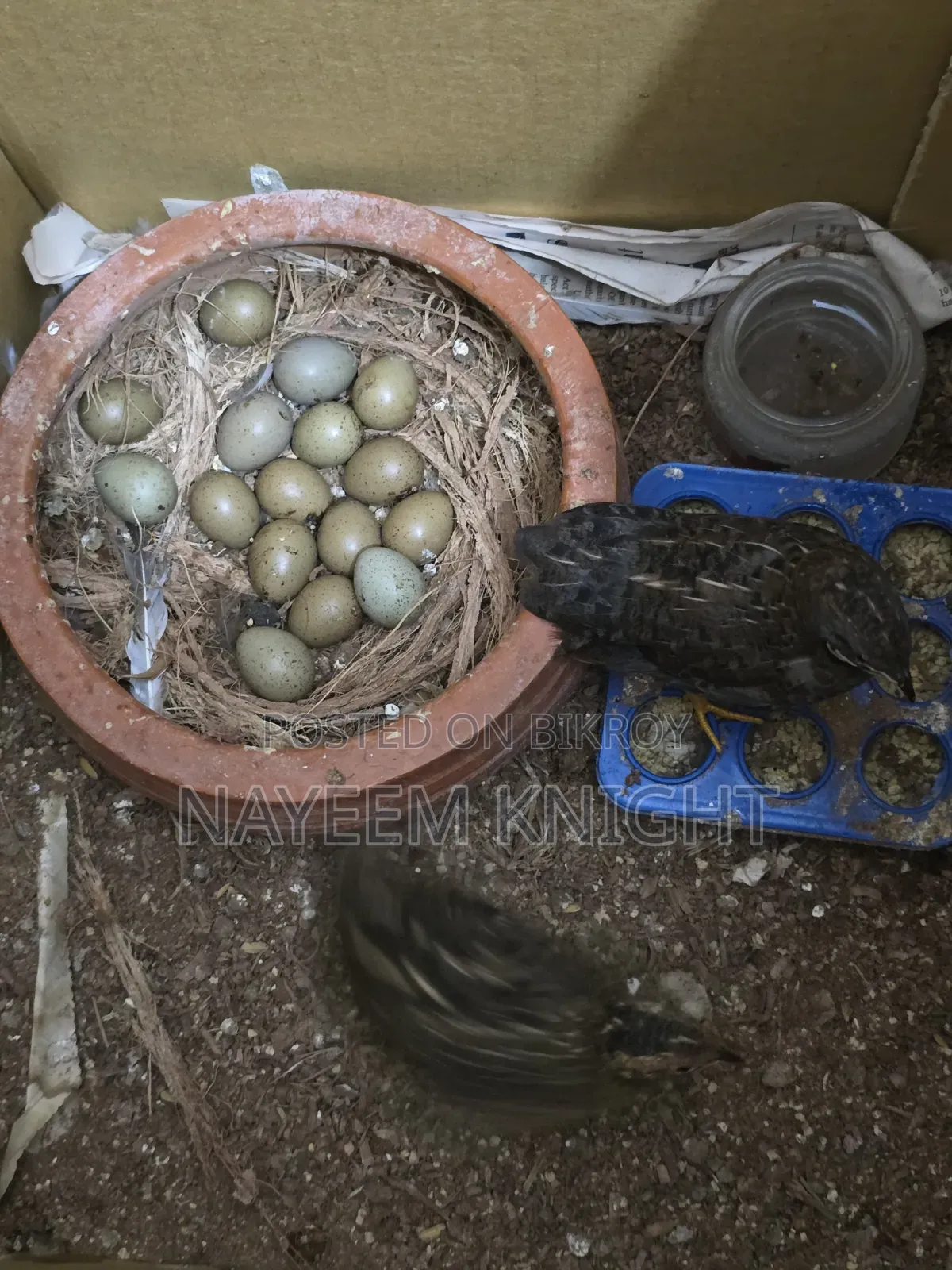 King Quail Egg Per Piece Price 40