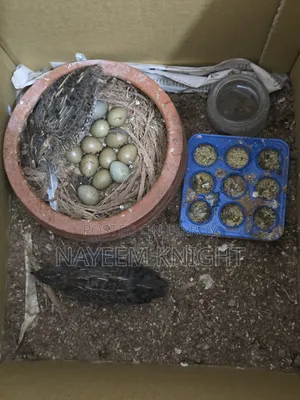 King Quail Egg Per Piece Price 40