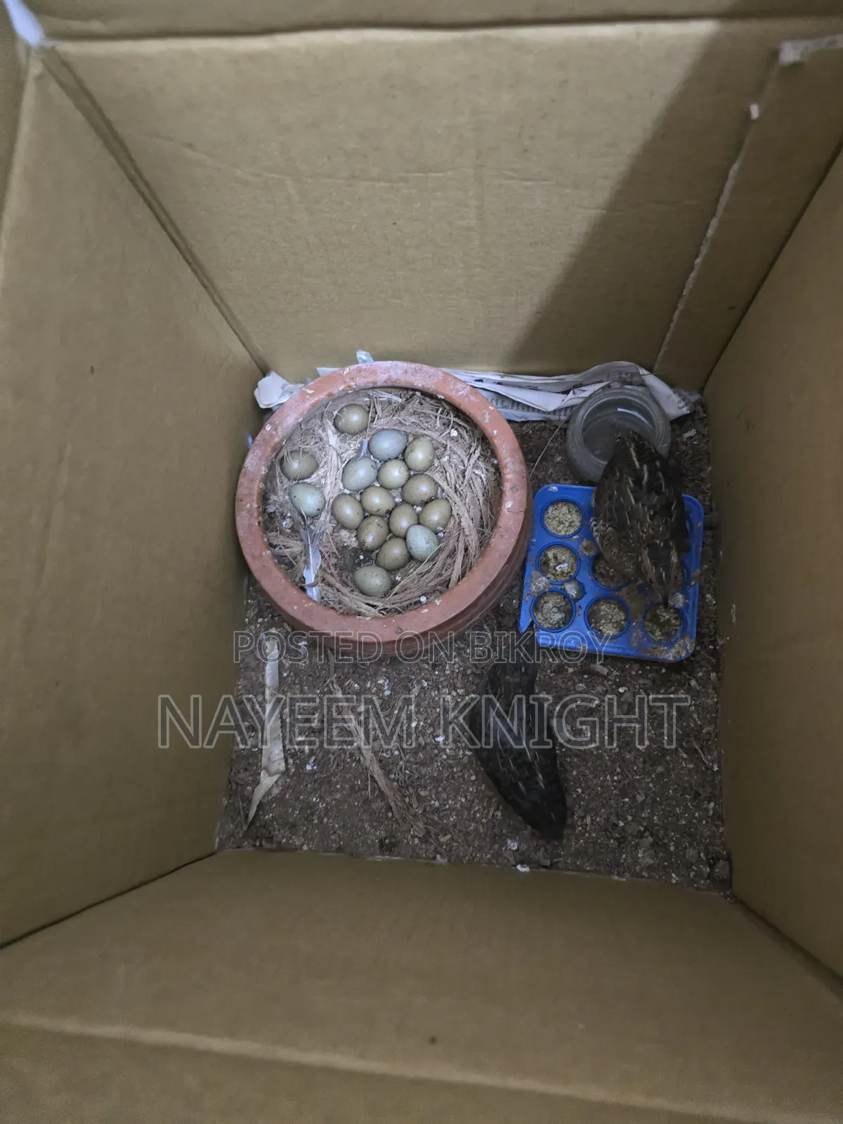 King Quail Egg Per Piece Price 40