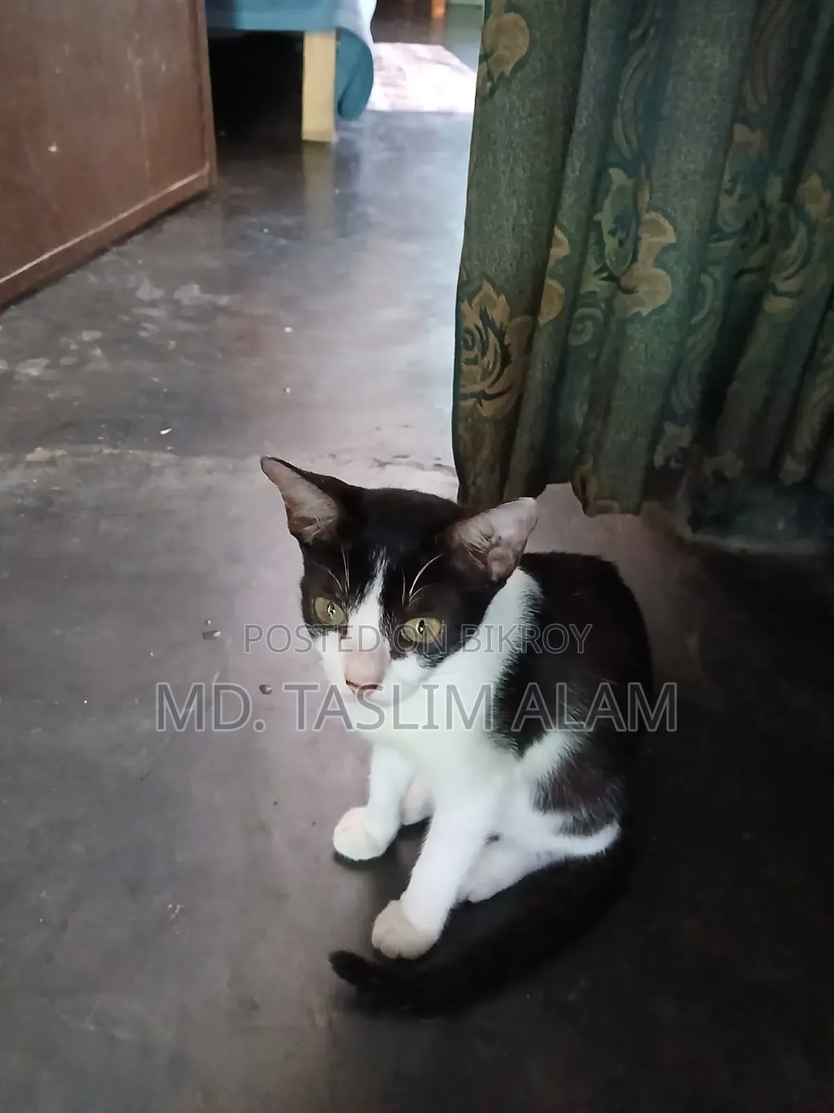 ৬-১২ মাসের নারী বিশুদ্ধ জাতের বেঙ্গল
