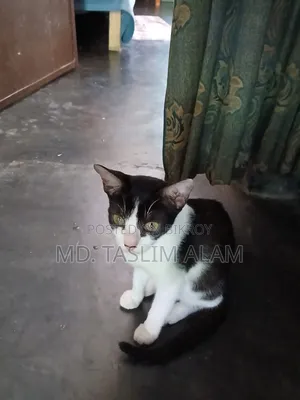 ৬-১২ মাসের নারী বিশুদ্ধ জাতের বেঙ্গল