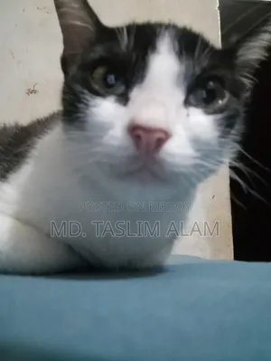 ৬-১২ মাসের নারী বিশুদ্ধ জাতের বেঙ্গল