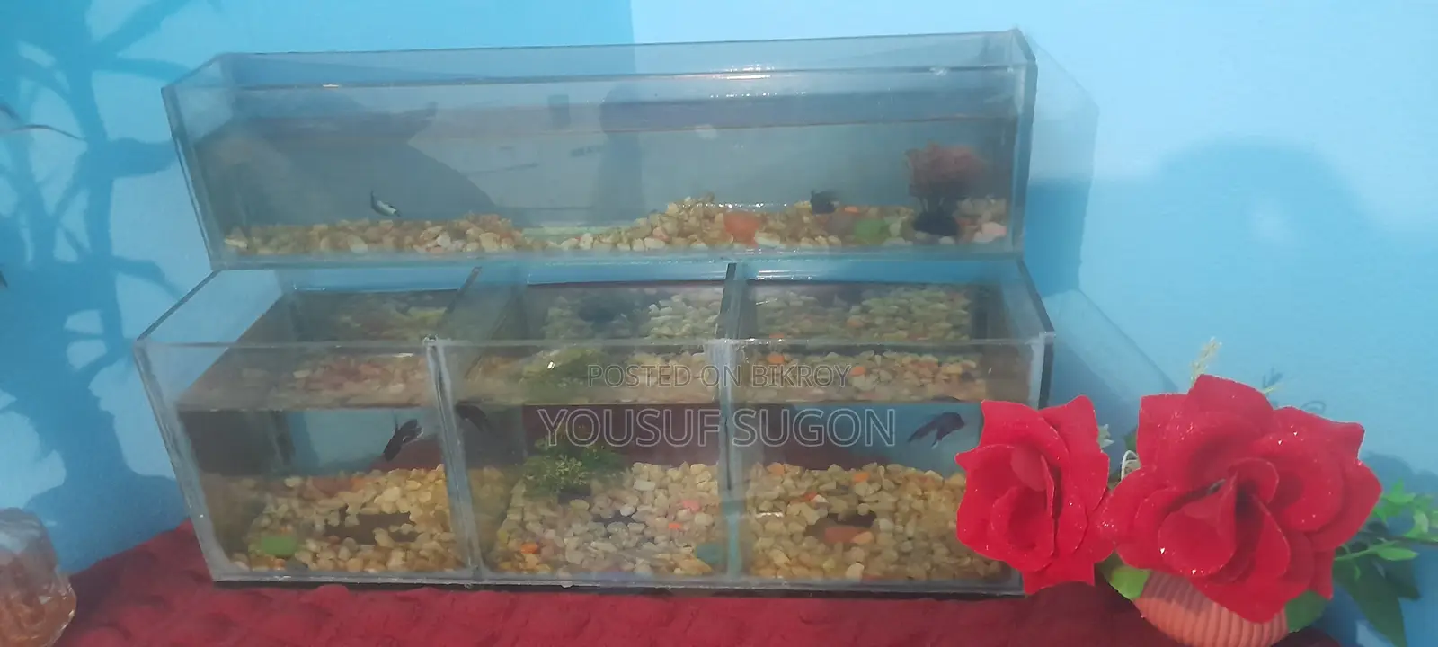 মাছের একুরিয়াম