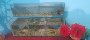 মাছের একুরিয়াম