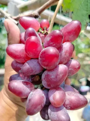 Various fruit saplings