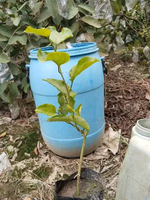 Various fruit saplings