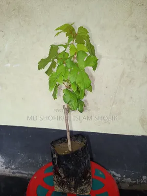 Various fruit saplings