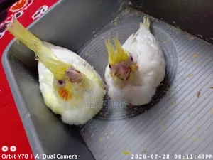 Cockatiel Tame Size Baby, Cockatiel Tame Size Baby