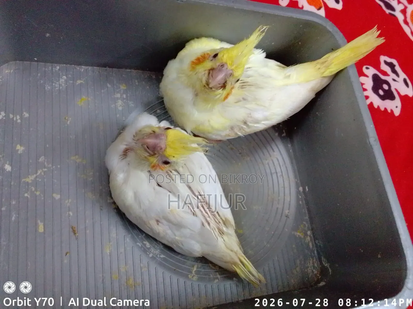 Cockatiel Tame Size Baby, Cockatiel Tame Size Baby