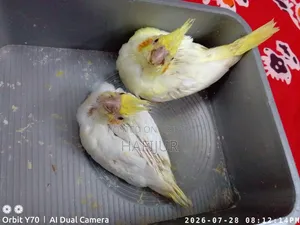 Cockatiel Tame Size Baby, Cockatiel Tame Size Baby
