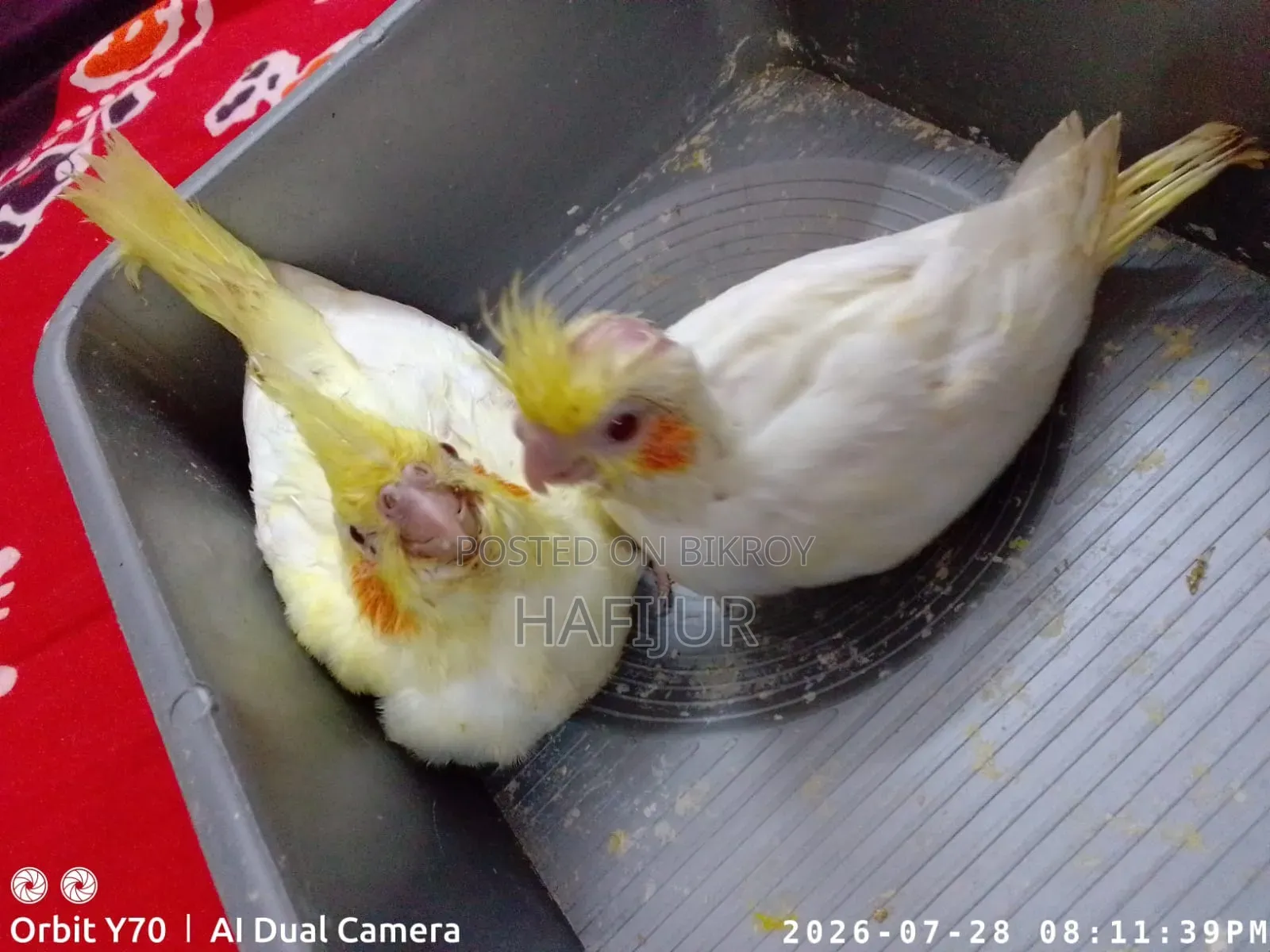 Cockatiel Tame Size Baby, Cockatiel Tame Size Baby
