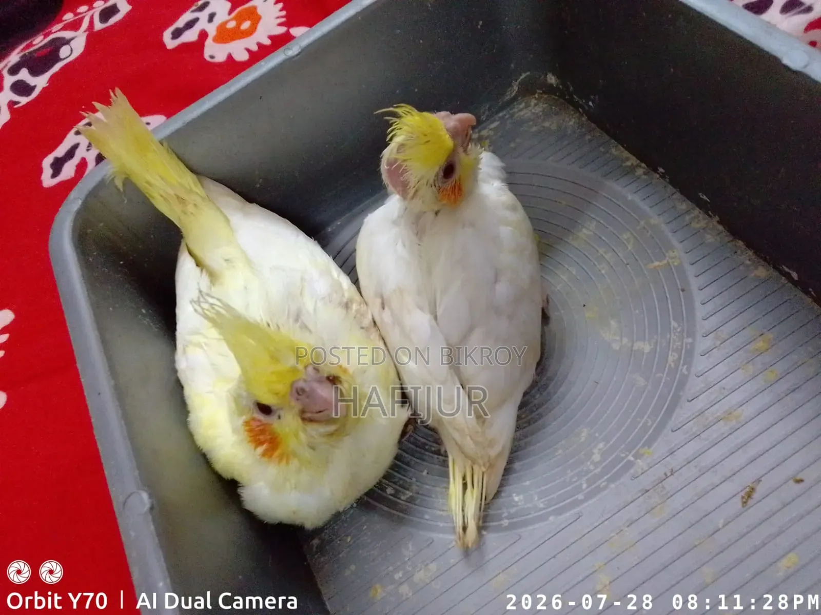 Cockatiel Tame Size Baby, Cockatiel Tame Size Baby