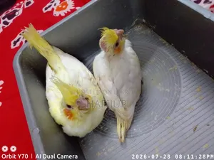 Cockatiel Tame Size Baby, Cockatiel Tame Size Baby
