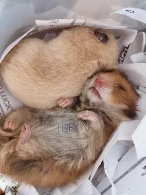 Healthy Pet Hamster Pair