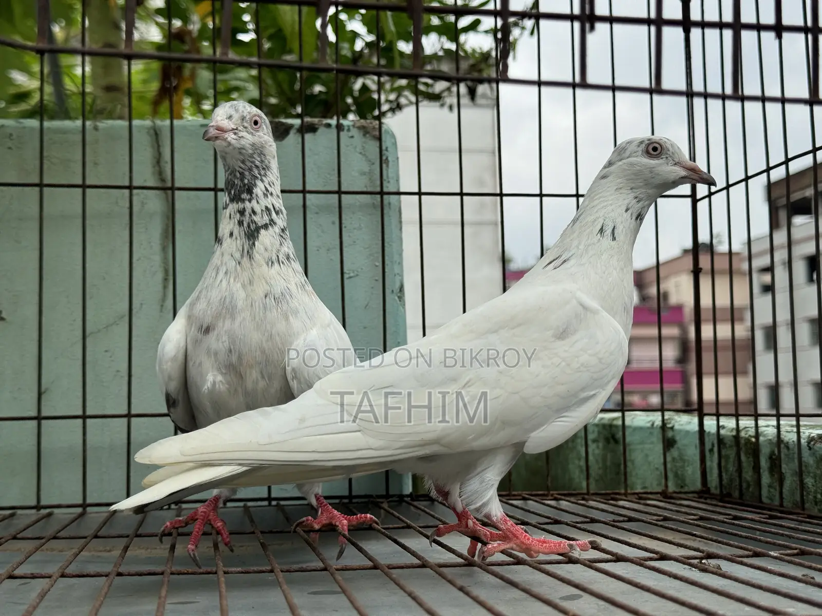 গিরিবাজ কবুতর
