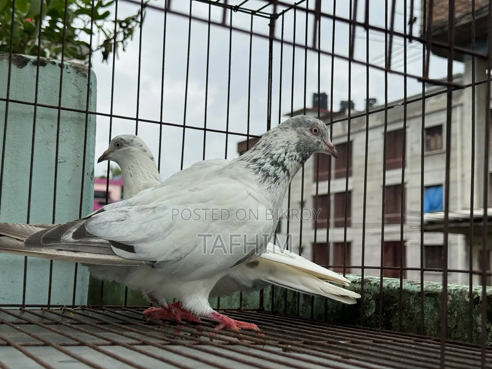 গিরিবাজ কবুতর