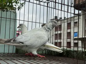 গিরিবাজ কবুতর