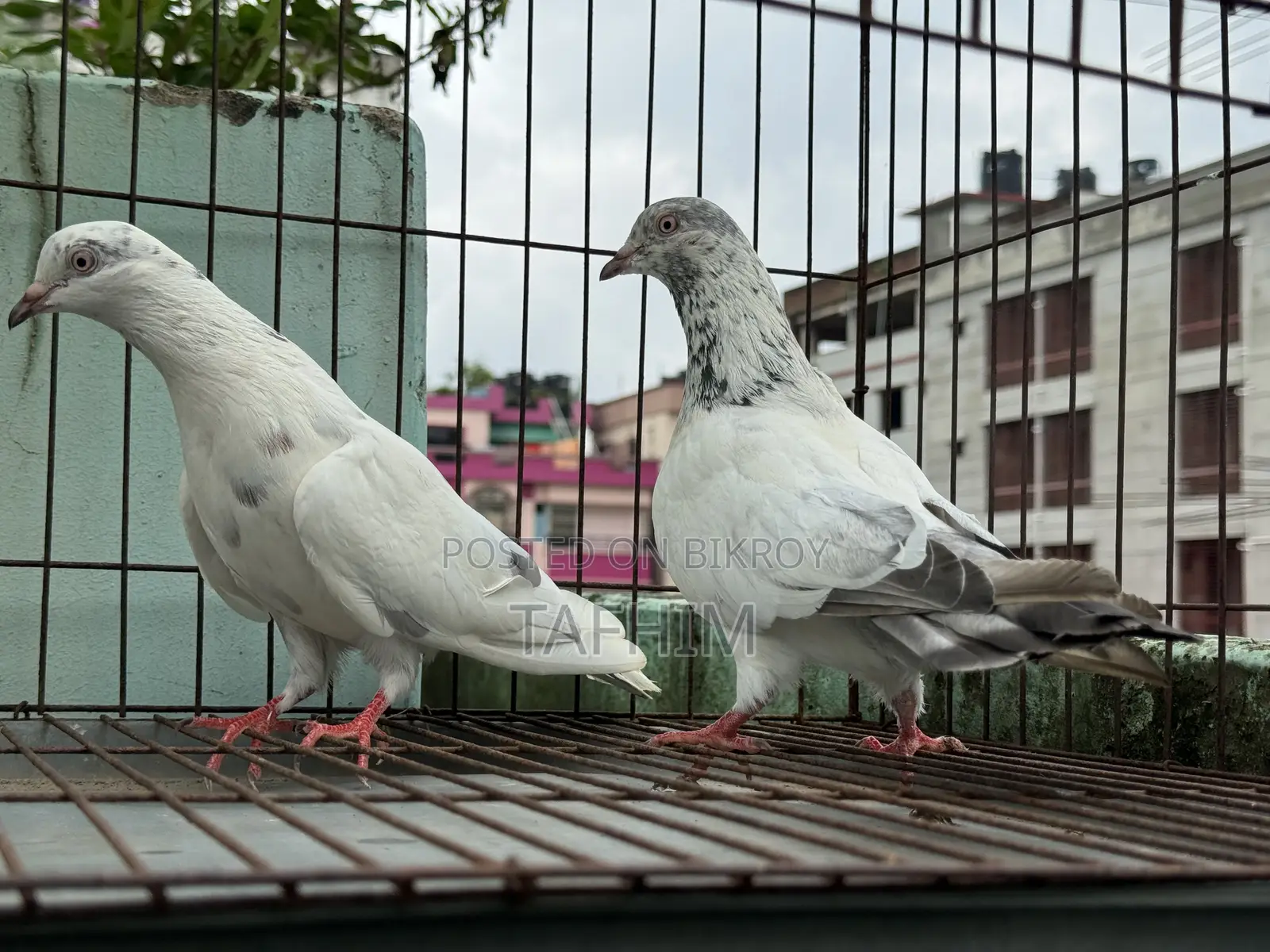 গিরিবাজ কবুতর