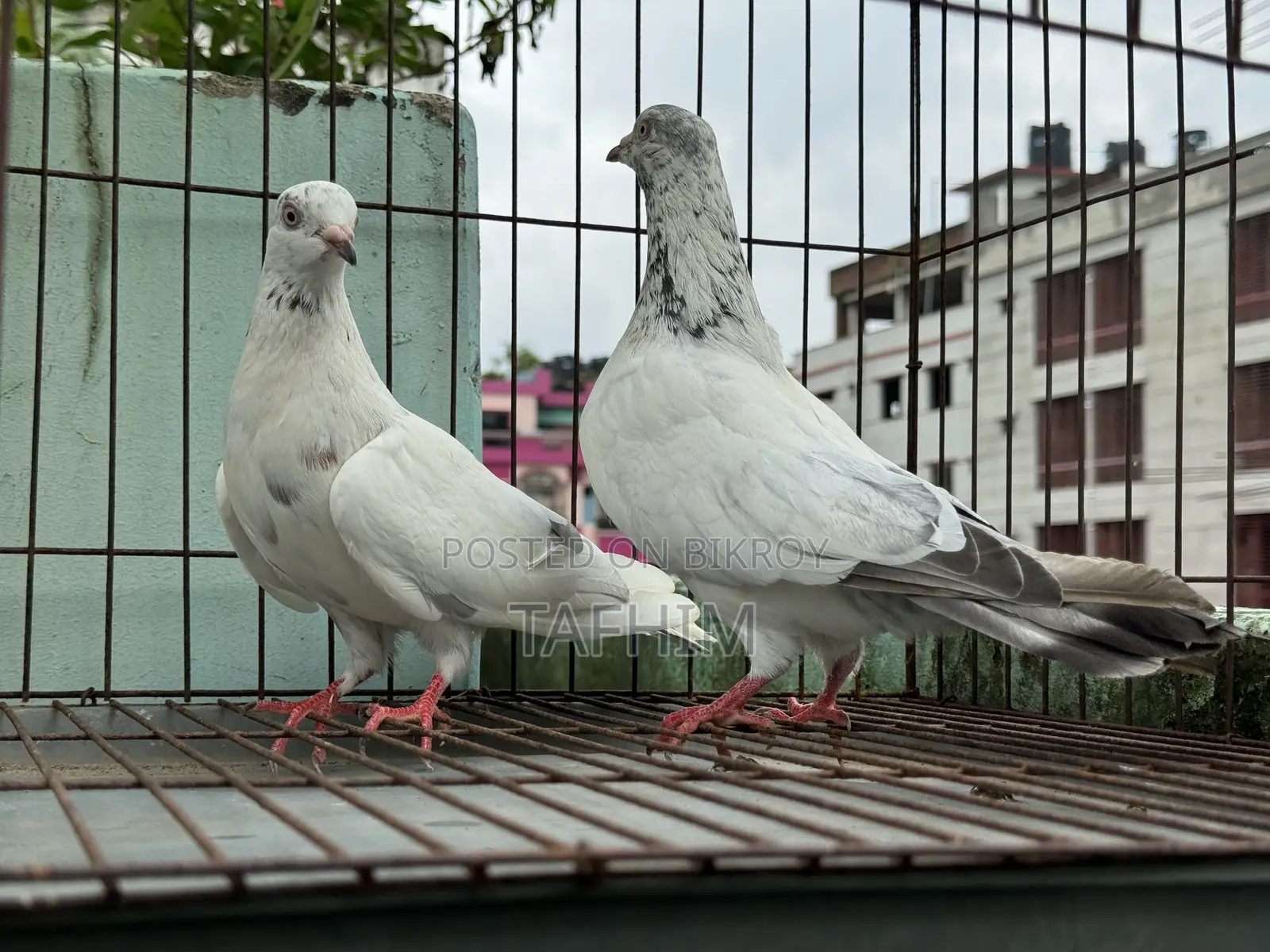 গিরিবাজ কবুতর