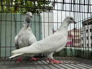 গিরিবাজ কবুতর