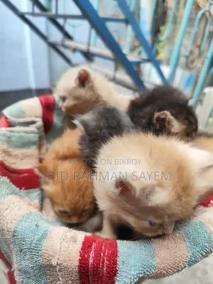 ১-৩ মাসের মহিলা খাঁটি পার্সিয়ান