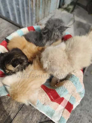 ১-৩ মাসের মহিলা খাঁটি পার্সিয়ান