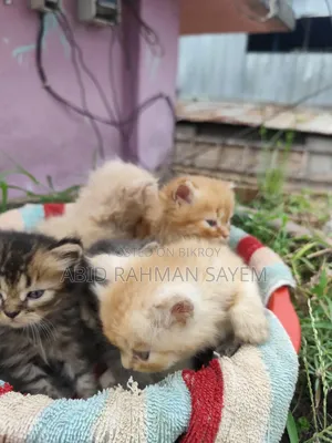 ১-৩ মাসের মহিলা খাঁটি পার্সিয়ান