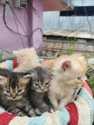 ১-৩ মাসের মহিলা খাঁটি পার্সিয়ান