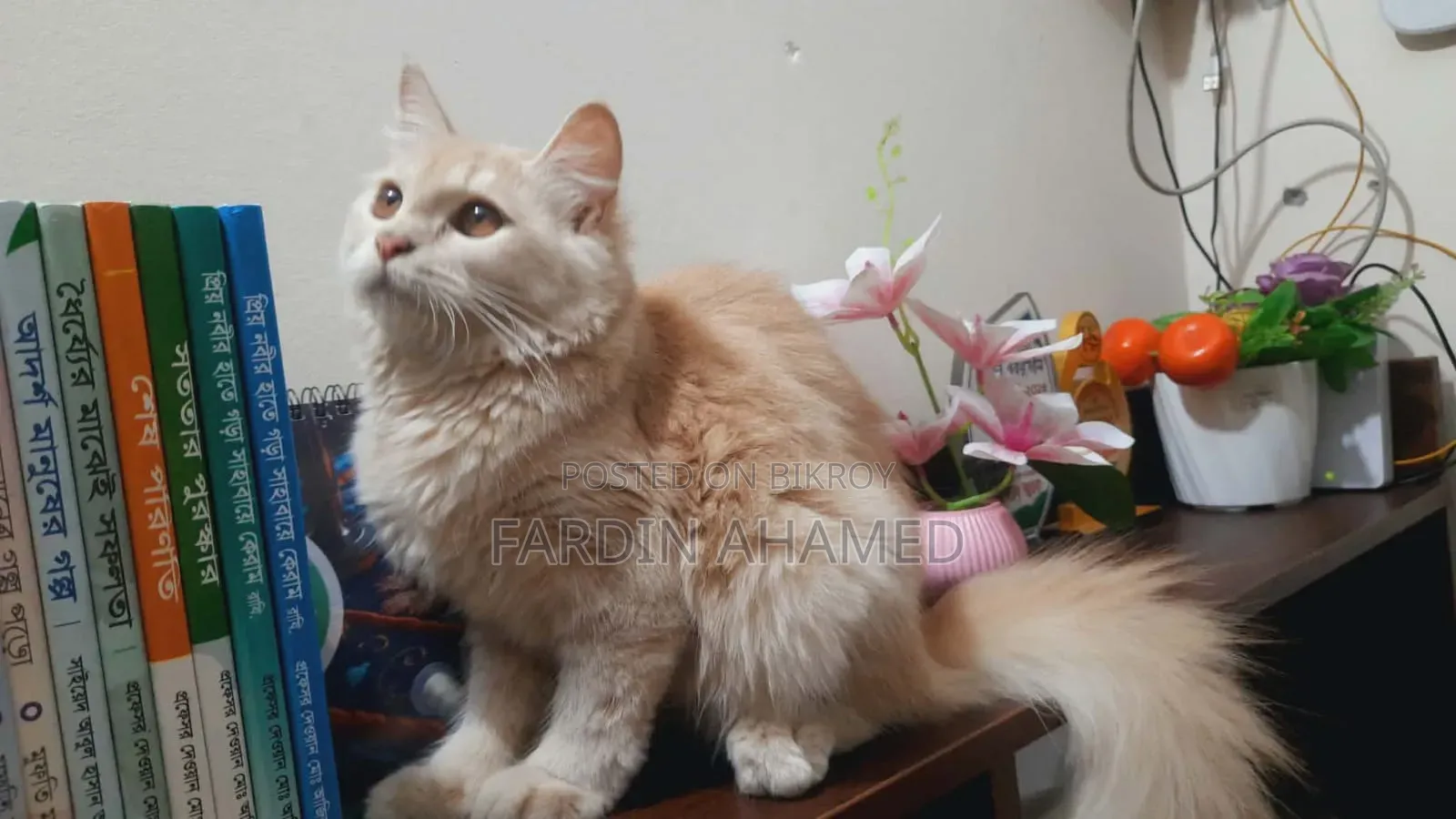 ৩-৬ মাস বয়সী মাদি খাঁটি পার্শিয়ান