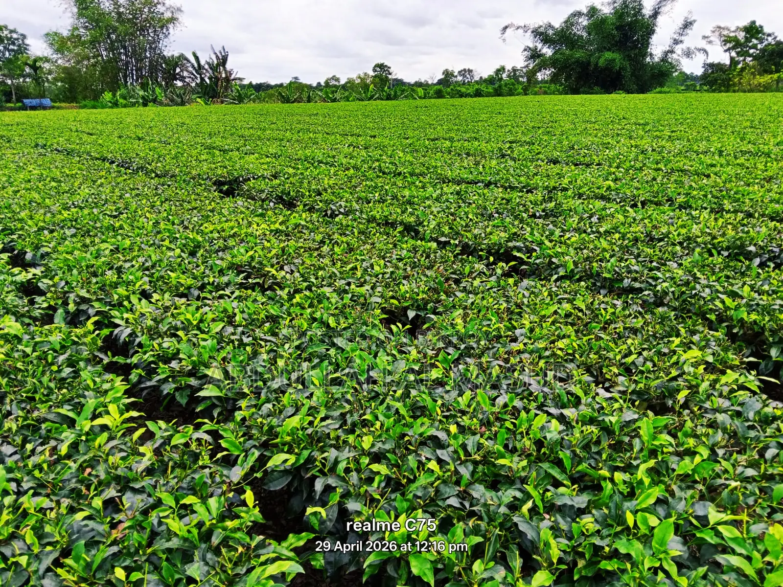 Tea Estate