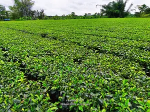 Tea Estate