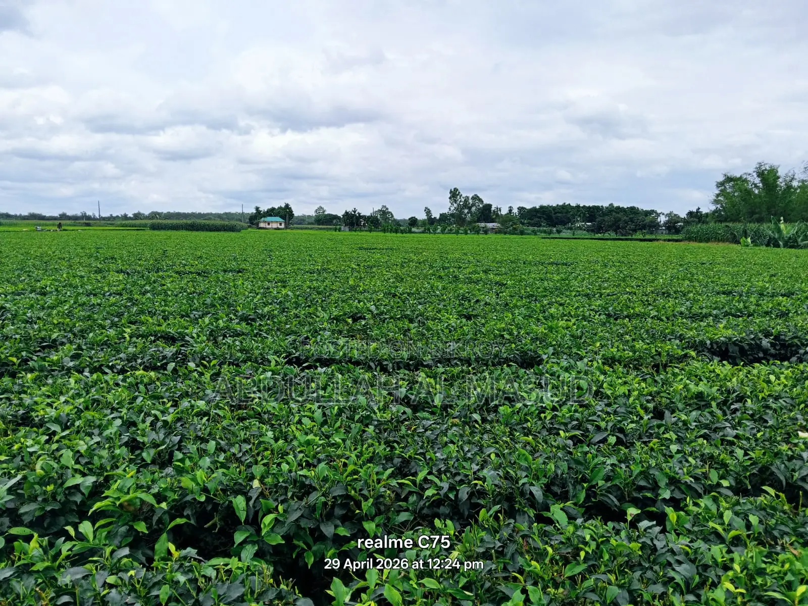Tea Estate