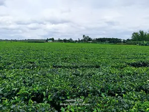 Tea Estate
