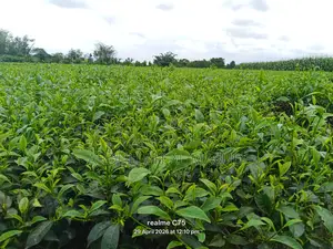 Tea Estate