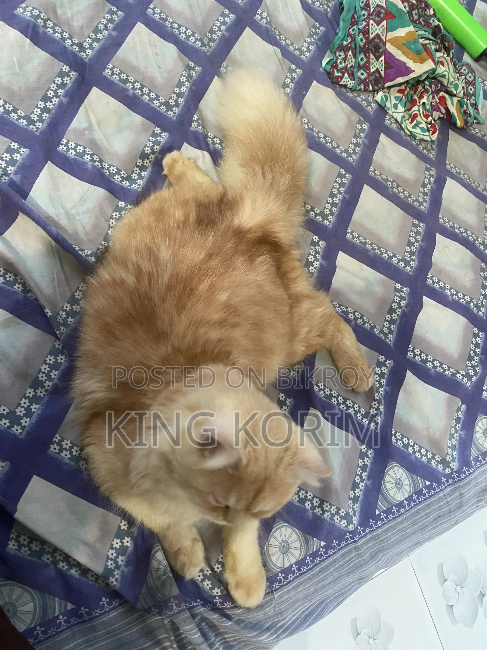 ৩-৬ মাসের পুরুষ খাঁটি পার্সিয়ান
