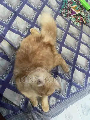 ৩-৬ মাসের পুরুষ খাঁটি পার্সিয়ান
