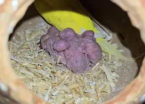 লুটিনো রেড আই পেয়ার উইথ বেবি