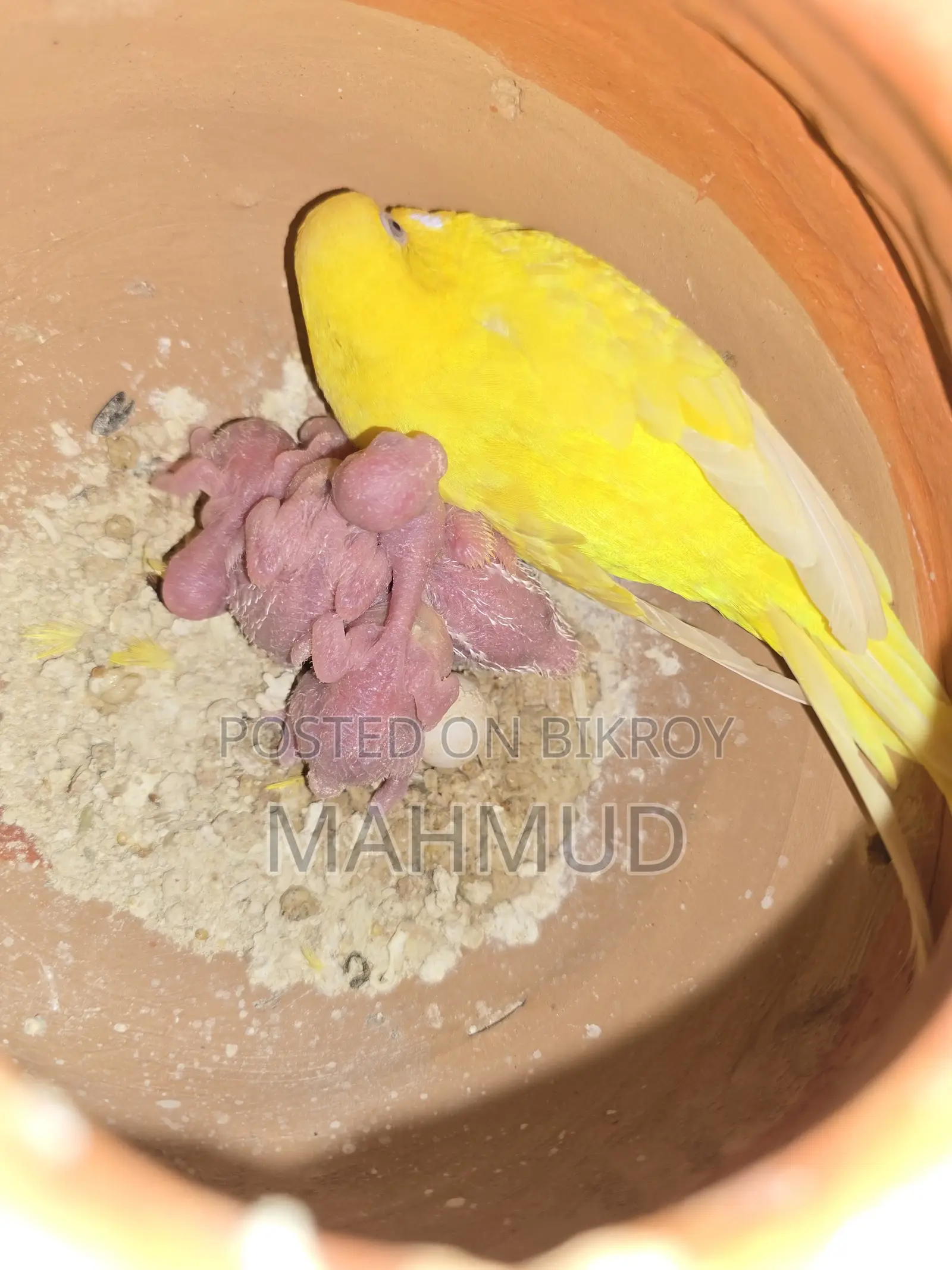 লুটিনো রেড আই পেয়ার উইথ বেবি