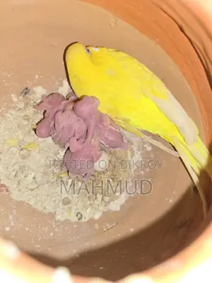লুটিনো রেড আই পেয়ার উইথ বেবি